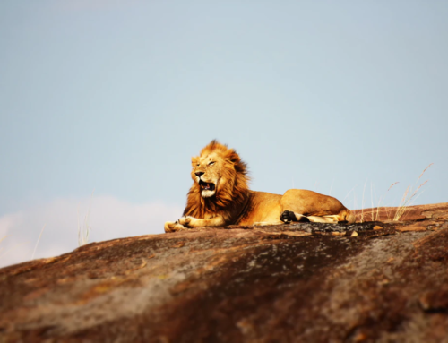 Start Your New Year with a Safari in Africa!