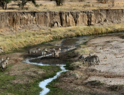 The Perks of the Winter Safari Experience in Africa