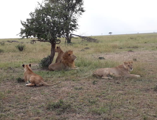 Your Guide to Exploring Tanzania in December