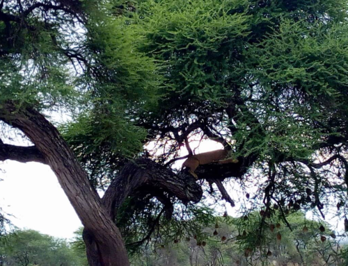 Unforgettable Sites You’ll See During Safaris in Tanzania