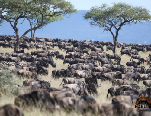 A Guide to Visiting the Serengeti National Park in 2020