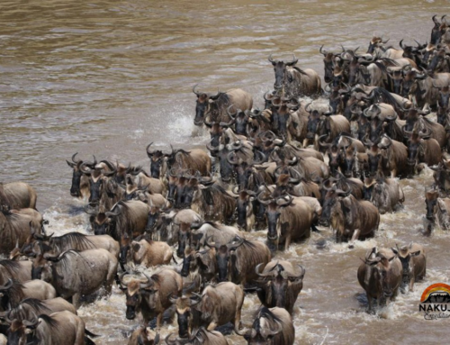 The Top Reasons to go for a Hot Air Balloon Ride Over the Serengeti