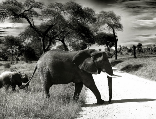 Give Your Kids an Unforgettable Experience in Tanzania